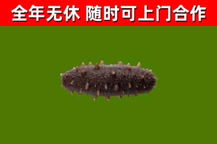 祥云县回收海参干